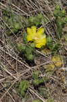 Cockspur pricklypear